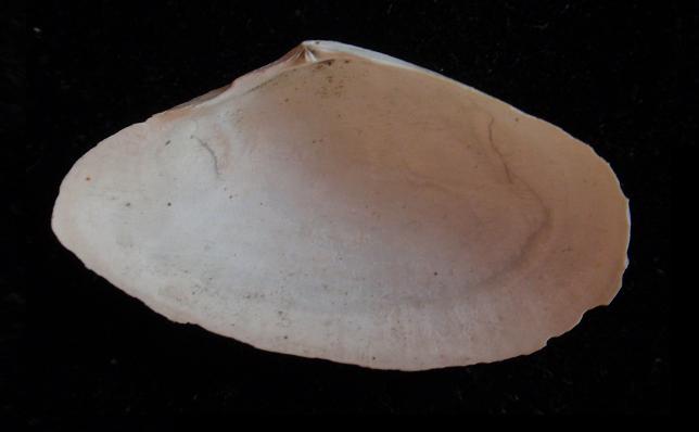 Tellina  incarnata (Linn, 1761)  Pliocene Astigiano